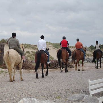 groupe chevaux