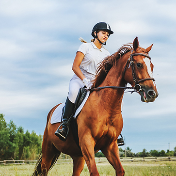 cavalier galop